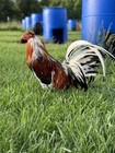 6- Showme 92 Pinnon Pcomb Yellow Leg Hatch Line Fertile Gamefowl Hatching Eggs
