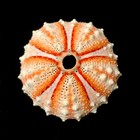 Maillardi Sea Urchin Sea Shell Vibrant Natural Color Coelopleurus Maillardi