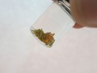 1 2 Grams Of  Natural Gold  From South Carolina Lot  1