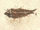 Scales  100  Natural Knightia Eocaena Fish Fossil From Fossil Lake Wyoming 543gr
