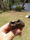 Amazing Brackish Water Taper Chin Jaw Bone Florida Ice Age Fossil Mammal 
