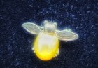 Vintage Sterling Silver 925 Genuine Golden Pearl Bee Brooch Pin Fine Jewelry