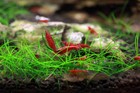 Dwarf Hairgrass     Lush  Carpet-forming Live Aquarium Plant  eleocharis Parvula 