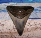 Megalodon Shark Tooth 3 1 8  Shark Teeth Huge Jaw Fossil Stunning Polished Gem