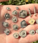 Archaeocidaris Fossil Sea Urchin Spines And Plates Lot Texas Echinoids