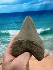 Megalodon Fossil Giant Shark Teeth Ocean No Repair 4 99  Huge Beautiful Tooth B2