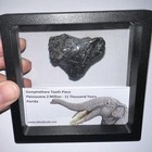 Framed Rare Ice Age Fossil Gomphothere Partial Tooth Lot  One Per Order 