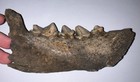 Rare Ice Age Fossil Cave Hyena Jaw With 4 Teeth 5 9 Inches 