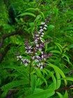 Aloysia Citrodora Seeds Lemon Verbena Triphylla Beebrush Cidron Lippia Herb Seed
