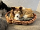 Collie Dogs Realistic Lifelike Figurines Made With Goat Hair