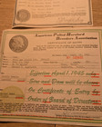 1943 American Polled Hereford Breeders Association Certificate Diablo Anne 1st