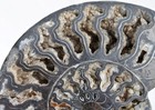 Large Black Ammonite Pair Xlg Deep Crystals 110myo Fossil 184mm 7 2  3045aa