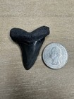 1 75    Otodus Angustidens Shark Tooth From South Carolina