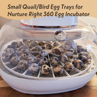 Small Quail bird Egg Trays For Nurture Right 360 Egg Incubator    small  quail bir