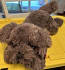 Fao Schwarz Adopt-a-pets Dark Brown Schnoodle Puppy Dog 18  Plush Nwt