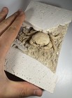 Large Travertine Crab Fossil Turkey  Fossil Travertine Crab Potamon Crustacean