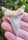 Chilean Great White Shark Tooth Fossil Not Megalodon Chile 2 48 