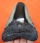 Megalodon Shark Tooth - Shark Teeth Real Fossil -3 69     No Restorations