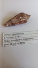 Conus Gloriamaris  67 5 Mm  F    Indonesia