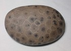 High Pattern Petoskey Stone Lot Natural Great Lakes Michigan Unpolished Fossils