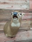 Nice Whitetail Deer Shoulder Mount Taxidermy Add Your Own Antlers