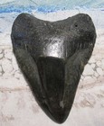 Megalodon Shark Tooth 3 1 8  Shark Teeth Giant Jaw Fossil Stunning Color  real