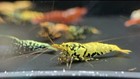 Shrimplive 20 mix Color Caridina Freshwater Shrimps Live Guarantee free Shipping