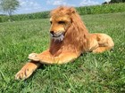 Melissa   Doug Giant Jumbo Realistic Lion Stuffed Animal Large Kids Toy Plush 4 