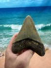 Megalodon Fossil Giant Shark Teeth Ocean No Repair 5 21  Huge Beautiful Tooth B1