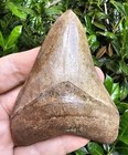 Megalodon Shark Tooth Fossil May River South Carolina Not Chubutensis