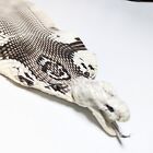 Unbreached King Cobra Snake Head-on Naja Skin W eyes Open Mouth 5x55 