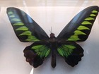 Ornithoptera Priamus Green Birdwing Real Butterfly Framed Specimen 8 5 