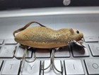Vintage Rare Heddon Meadow Mouse Tack Eyes Flock Red Letter Underside-flock