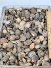 10 Agatized Fossil Clams - Morocco
