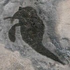 1 7  Eurypterus Sea Scorpion Fossil Eurypterid Silurian 420 Mil Yrs Old New York