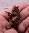 Beautiful Antique Austrian Vienna Cold Painted Bronze Figure Of Fierce Bull