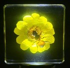 38mm Real Honeybee On Golden Flower In Clear Lucite Resin Scenery Diorama Decor