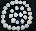 1 2 Pound Of Coco Clam Sea Shells  Beach Decor Craft Tropical Nautical Reef