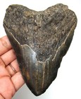 Megalodon Shark Tooth - Real Fossil 4 28    Shark Teeth - No Restorations Natural