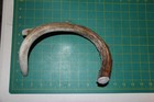 Xxlarge Straight Deer Antler Dog Chew  39  Bone Chews Deer Elk Treats Deer 813