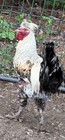 6 Sanjak Longcrower Chicken Hatching Eggs Large  Rare Breed Long Crowing Rooster