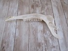 Deer Jawbone Taxidermy Knife Knive Making Handle Teeth  Jawbones