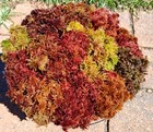 B 1 2 Gallon Sampler Live Sphagnum Moss Crisp And Fuzzy  Fresh Cleaned Maine 
