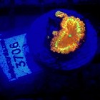 Red   Gold Blastomussa Coral Frag Wysiwyg - Indigo Corals - Ic 3706 - Blasto