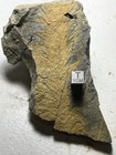 Silurian Fossil Plant Baragwanathia Longifolia Museum Grade