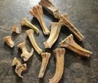 Real  Natural Pumpkin Stems  Small Size