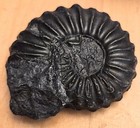 Millions Of Years Old Cretaceous Period Ammonite Fossil Ancash  Peru 2     69gr