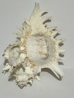 Murex Ramosus Seashell Large  Perfect Condition 10x8    Display Specimen Sea Shell