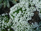 Seed Kingdom Alyssum Carpet Of Snow Bulk 1 Lb Seeds