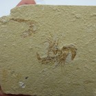 Pair Fossil Shrimps Corpopenaeus Callirostris Cretaceous Lebanon  With  Stand